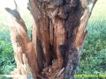 Strom Tichá